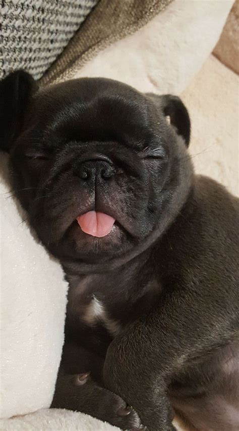 I am very busy and don…. Pin by Angel&Light on Life | Pugs for sale, Pug puppies ...