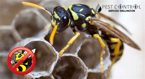 A professional pest controller should be engaged to ensure safe effective control of a bed bug infestation. Secure property with wasp control measures in Wellington ...