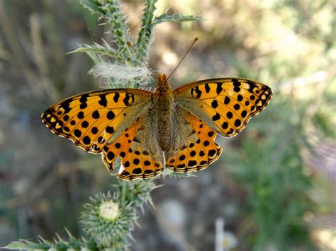 Hemisfera utara = musim bunga hemisfera selatan = musim luruh siang = 12 jam malam = 12 jam matahari tegak di atas kepala = garisan khatulistiwa. Gambar : alam, bunga, margasatwa, Jeruk, serangga, taman ...