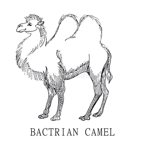 Maybe you would like to learn more about one of these? Bactrian Camel, Illustration Sketch Of Camelus Bactrianus ...