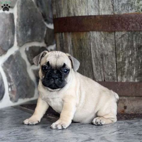 We have 7 stunning french bulldog puppies for sale. Tessa - French Bulldog Mix Puppy For Sale in Pennsylvania ...
