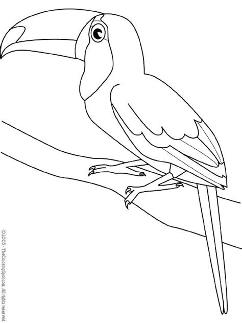 Click the pileated woodpecker coloring pages to view printable version or color it online (compatible with ipad and android tablets). Woodpecker Drawing at GetDrawings | Free download