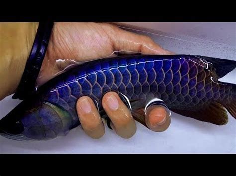 You will feel like you're a queen or king or prince or princess that lives in a huge palace. 8 Inches Malaysia Golden Blue Base Arowana. Amazing ...