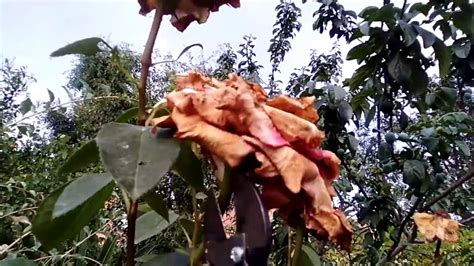 Il particolare fascino di questo fiore si accompagna tuttavia alla caratteristica delicatezza di tale specie. TOGLIERE LE ROSE SFIORITE - YouTube