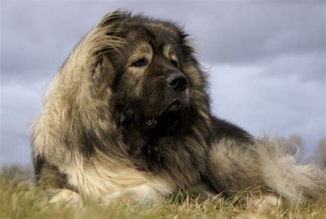 The tibetan mastiff is a large tibetan dog breed. 10 Dogs Developed from Tibetan Mastiff | HubPages