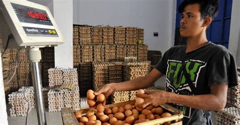 Maesaroh menyebutkan, harga ayam hidup dari peternak rp 25.000 per kilogram. Harga Telur di Pekalongan dan Malang Masih Tinggi Hingga ...