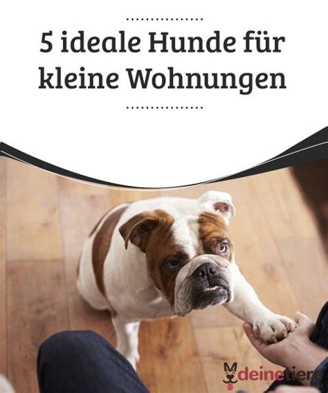 Wohnungen mieten, mietwohnungen, riesenauswahl an wohnungen aller preislagen in ihrer nähe. Ideale Hunde - 5 ideale Hunde für kleine Wohnungen - My ...