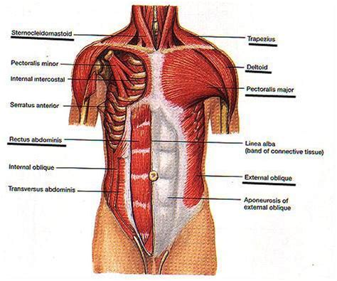 The chest anatomy includes the pectoralis major, pectoralis minor & serratus anterior. Pictures Of Abdominal Muscles