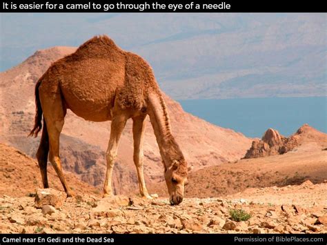 The point is simply to say that something is impossible. Should the word camel in Matthew 19:24 be thick rope ...