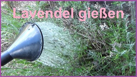 Maybe you would like to learn more about one of these? 🔥HITZEWELLE Lavendel gießen Lavandula gießen Lavendel ...