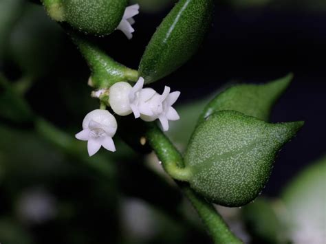 Celatocaulis}) and have been fascinated by it since i first saw it in frederick meijer. Dischidia ruscifolia