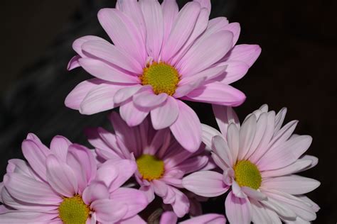 Check spelling or type a new query. Four Pink Daisy Flowers Macro Free Stock Photo - Public ...