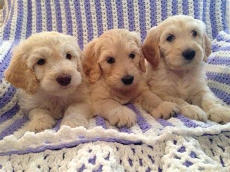 When a website lists multiple doodle moms and several doodle dads, you need to ask yourself if these goldendoodles are really treated as pets. F1B Golden Doodle Puppies for Sale in Forney, Texas ...