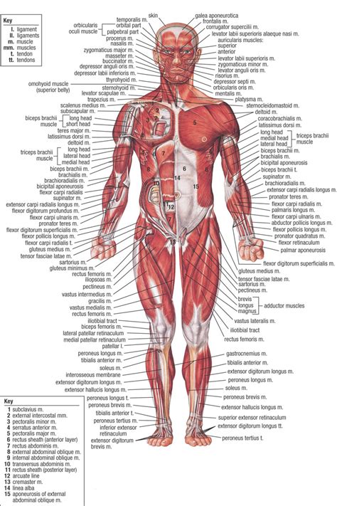 Anatomical diagram of full body data wiring diagram. Achoshare: List of free Interactive web to explore 3D and ...