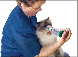 Justine lee, veterinary specialist, demonstrates how to use the. Feline Asthma - What is it, and how can you help ...