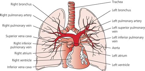 The abdominal aorta bifurcates at the level of the fourth lumbar vertebra to form the two common iliac arteries, each of which further branches into the external and the internal iliac. 26: Pulmonary hypertension | Thoracic Key