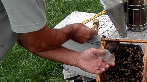 In order to be able to meet the high requirements in the professional breeding market, the breeding products are assigned to the company that specializes in them. catching queen bee , makrking, and caging with nurse bee ...