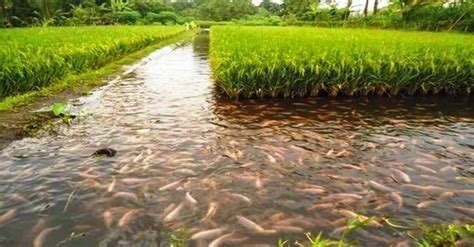 Padi huma merupakan padi asal yang ditanam di malaysia sebelum padi sawah diperkenalkan. Sawah Dan Kolam Ikan - Tentang Kolam Kandang Ternak