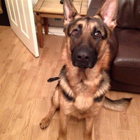 Check spelling or type a new query. Diesel - 17 month old male German Shepherd Dog dog for adoption