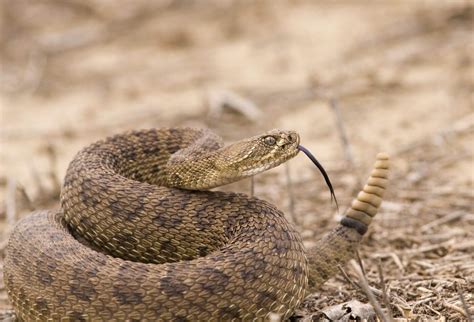 The confident pesticide control collected the resources below to help you find ways to keep snakes away without posing unnecessary risks to you, your family, pets, or the environment. Venomous Snakes in Georgia: What You Need to Know | Bug ...