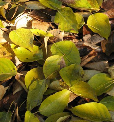 Jest drzewem bardzo charakterystycznym, o prostym strzelistym pniu. Topole balsamiczne (Populus tacamahaca) ang. Balsam Poplars