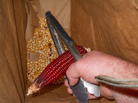 Passed down to roy and ruth fair of north calais, vermont, in the 1930s from roy's father, who received it from his own father. A Year In The Garden: Roy's Calais Flint Corn Shelling