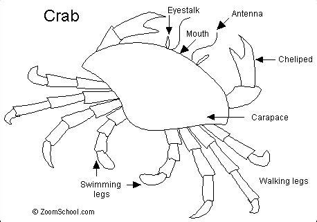 There are 25 flashcards including 'tongue' and 'belly button'. Crab- Enchanted Learning Software