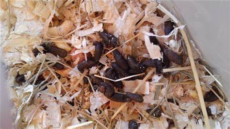 Диета растройство кишечника Понос у морской свинки: симптомы, лечение и профилактика Понос у морской свинки: симптомы, лечение и профилактика Диета растройство кишечника