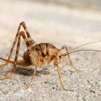 Camel crickets don't pose a threat to humans or pets. Are Camel Crickets Dangerous? | Schendel Blog