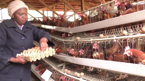 Sustainable contract farming for increased competitiveness: Ditching Sales & Marketing For A Career In Poultry Farming ...