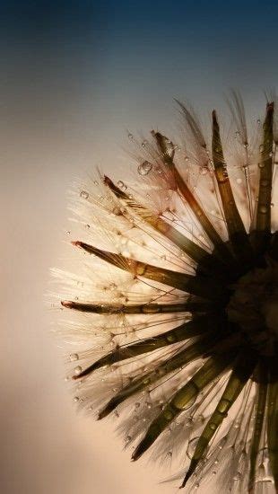 Beautify your iphone with a wallpaper from unsplash. Dandelion Seeds - The iPhone Wallpapers | Naturalismo ...