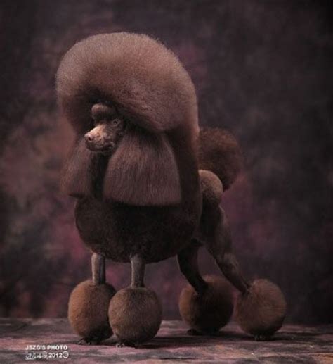 Aug 25, 2020 · as the name suggests, this clip leaves your poodle looking less like a poodle and more like a classic teddy bear, with hair evenly clipped throughout. Poodle Puppy Cut Grooming | Parti Poodle in Cuts and Clips ...