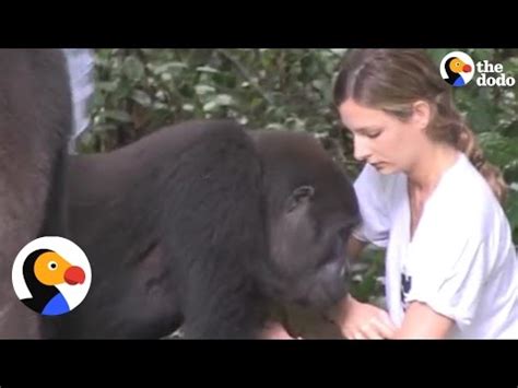 Gunung rowo bergoyang no sensor edbuat kalian terutama orang tua ini adalah sebuah pelajaran bagi kita semuadan jangan lupa viral video gunung rowo bergoyang, sepasang remaja terekam kamera. Gorillas Reunite with Girl Dad Reunite Who Raised Them The Dodo VIDEO