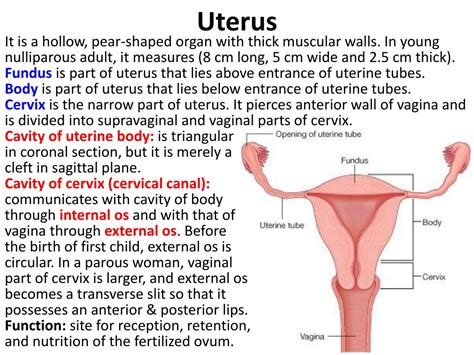 Collectively, these parts are called the vulva. PPT - Female Internal Genital Organs PowerPoint Presentation, free download - ID:6907343