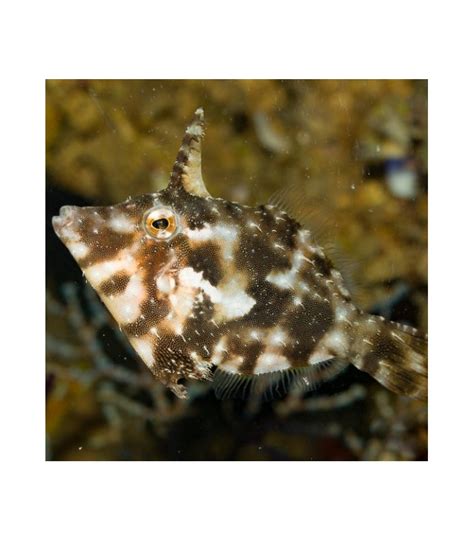 Regular price $35.00 sale price $35.00 regular price $35.00 unit price / per. Acreichthys tomentosus - Aiptasia Eating Filefish