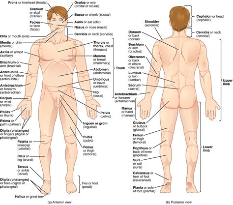 Btus are a way that energy is measured. List of human anatomical regions - Wikipedia