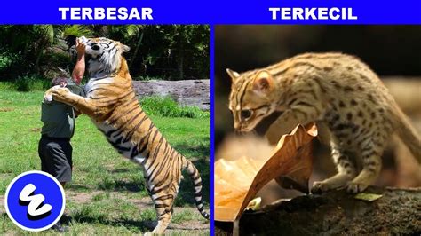 Hewan laut terbesar di dunia disclaimer: 10 REKOR & FAKTA KUCING DI DUNIA - KUCING TERBESAR TERKUAT ...