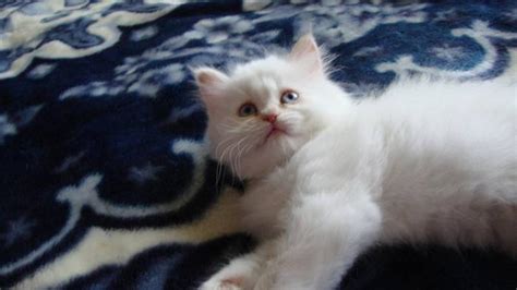 Flame point extreme face himalayan cfa went home with paula jo in colorado. Flame Point Himalayan kitten for sale for sale in Toronto ...