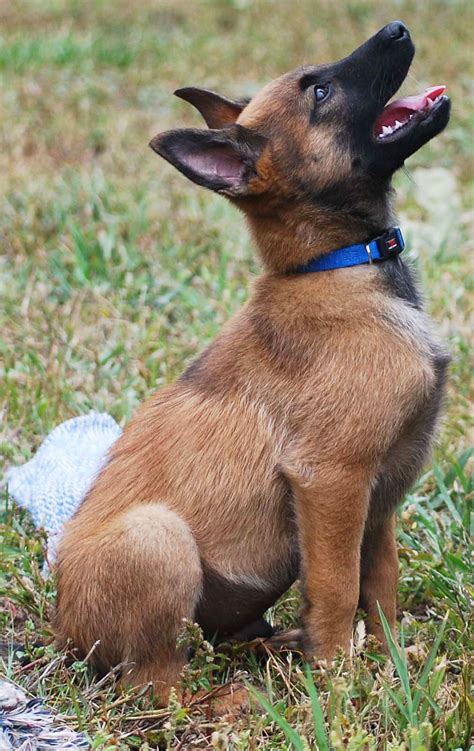 Our team of experts is here to help you choose a puppy that suits your lifestyle and meets your our belgian malinois puppies are carefully selected and are bred by reputable breeders, who live up to our high standards. Ares | Belgian Malinois Puppies For Sale | Ruidoso Malinois