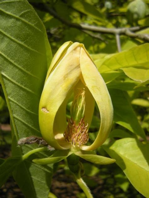 The seeds are encased in a fleshy layer known as. Salad days - Botanics Stories