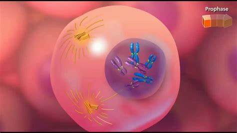 Check spelling or type a new query. Pembelahan Sel Mitosis - YouTube