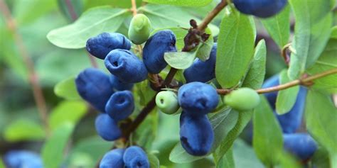 Whiffletree farm & nursery provides wholesale cold hardy & disease resistant fruit & nut trees in ontario. Haskap Berries - A Great Choice For Your Backyard - Ryan ...