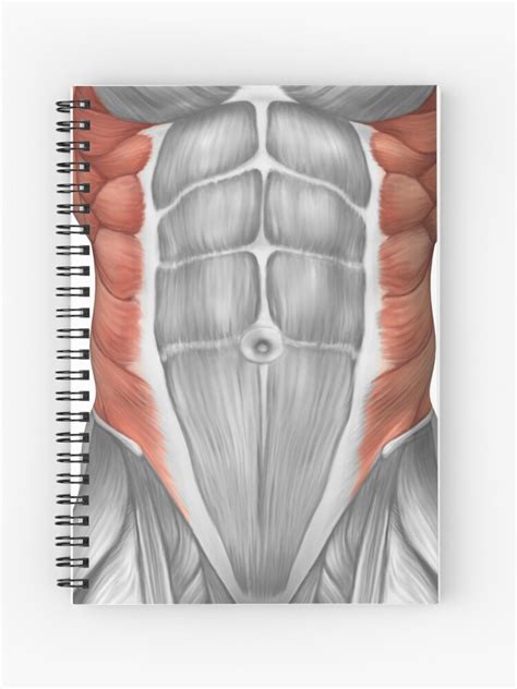 The abdomen (colloquially called the belly, tummy, midriff or stomach) is the part of the body between the thorax (chest) and pelvis, in humans and in other vertebrates. Abdominal Pictures Anatomy - Anatomy Drawing Diagram