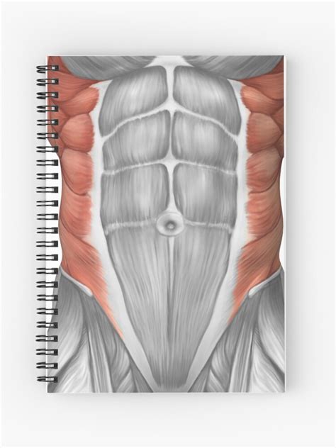 Maybe you would like to learn more about one of these? Abdominal Pictures Anatomy - Anatomy Drawing Diagram