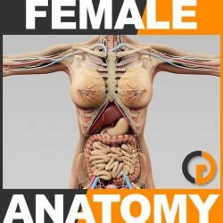 The human body, when divided into two halves along the vertical axis, the organs can be found distributed on the left and right hands side of the column. Anatomy Of Internal Organs Female - Internal Organs Adult ...