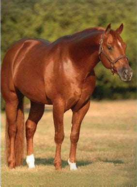 Holds still for grooming and farrier. sorrel quarter horse (With images) | Reining horses ...
