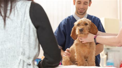 Compare the features of these policies to get one that best meets the needs of you and your pet. Pet Health Plan in Waverley Vets - Waverley Vets