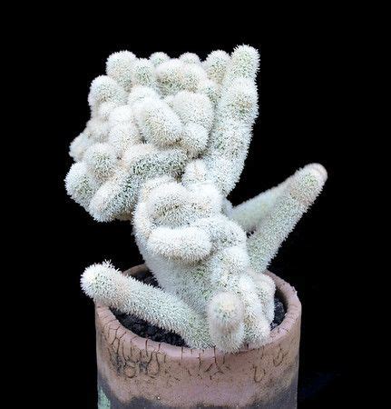 It features popular and scientific articles about cacti and other succulent plants, including caudiciform. Show Plants - Skyviewsucculents in 2020 | Cacti and ...