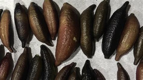 It's fruit is oddly shaped like a banana. AUSTRALIAN FINGER LIME - CAVIAR LIME - CHANH NGÓN TAY ...