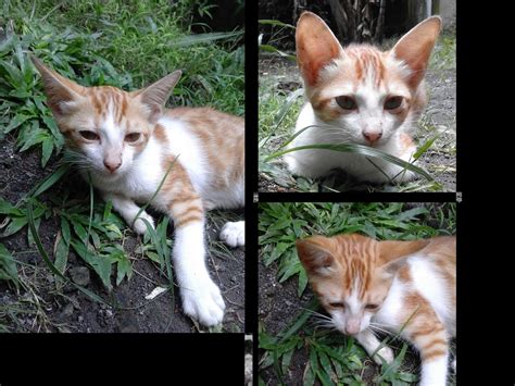 Memiliki kucing yang gemuk dan menggemaskan tentunya menjadi pencapaian tersendiri bagi para catlovers atau pecinta kucing. Cara Mengobati Luka Robek Pada Telapak Kaki - Mutakhir